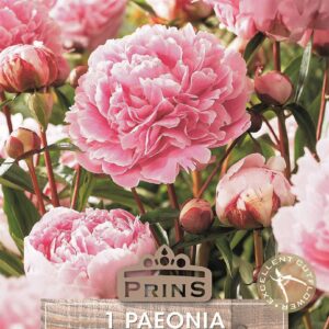 Peony Pink Paeonia Lactiflora Quality Summer Flowering Perennial Bulb/Tuber/Root