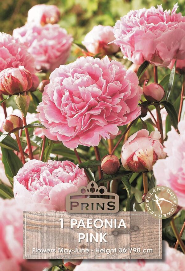 Peony Pink Paeonia Lactiflora Quality Summer Flowering Perennial Bulb/Tuber/Root