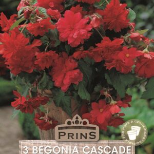 Begonia 'Cascade Red' WPC Prins Quality Summer Flowering Bulbs Pack x3