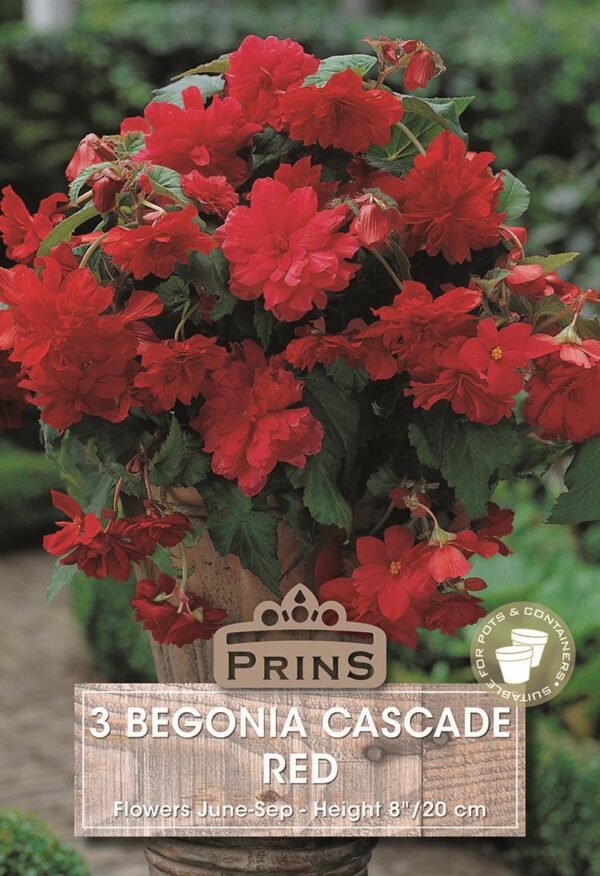 Begonia 'Cascade Red' WPC Prins Quality Summer Flowering Bulbs Pack x3