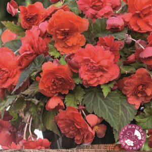 Begonia Fragrant 'Odorata Red Glory' WPC Prins Bulbs/Tubers Pack x2 Bulbs