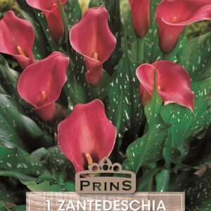 Zantedeschia Aethiopica 'Carmine Red' Calla Lily Pack x1 Bulb