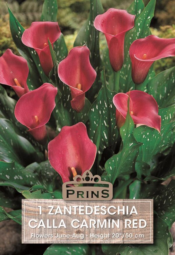 Zantedeschia Aethiopica 'Carmine Red' Calla Lily Pack x1 Bulb