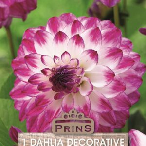 Dahlia Bulb/Tuber Decorative 'Ferncliff Duo' Quality WPC Prins Summer Bulbs