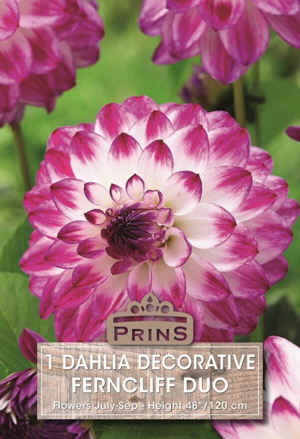 Dahlia Bulb/Tuber Decorative 'Ferncliff Duo' Quality WPC Prins Summer Bulbs
