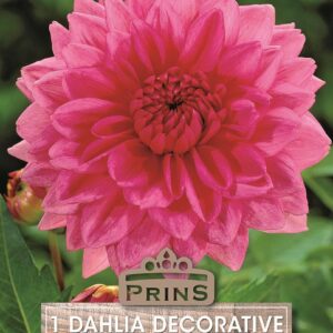 Dahlia 'Rosella' WPC Prins Quality Summer Bulbs & Tubers