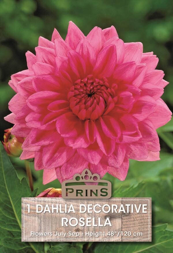 Dahlia 'Rosella' WPC Prins Quality Summer Bulbs & Tubers