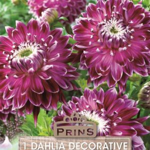 Dahlia Bulb/Tuber Decorative 'Vancouver' WPC Prins Quality Bulbs
