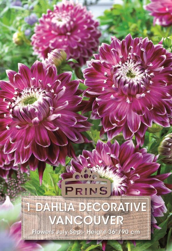 Dahlia Bulb/Tuber Decorative 'Vancouver' WPC Prins Quality Bulbs