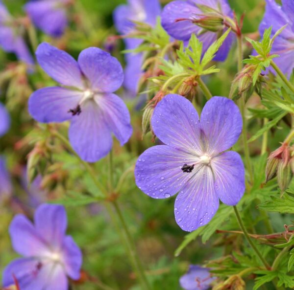 Hardy Geranium Johnsons Blue Bare Root Perennial Plant x1 WPC Prins