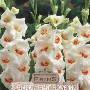 Gladioli Bulbs 'Ajax' WPC Prins Summer Bulbs/Tubers Pack x10