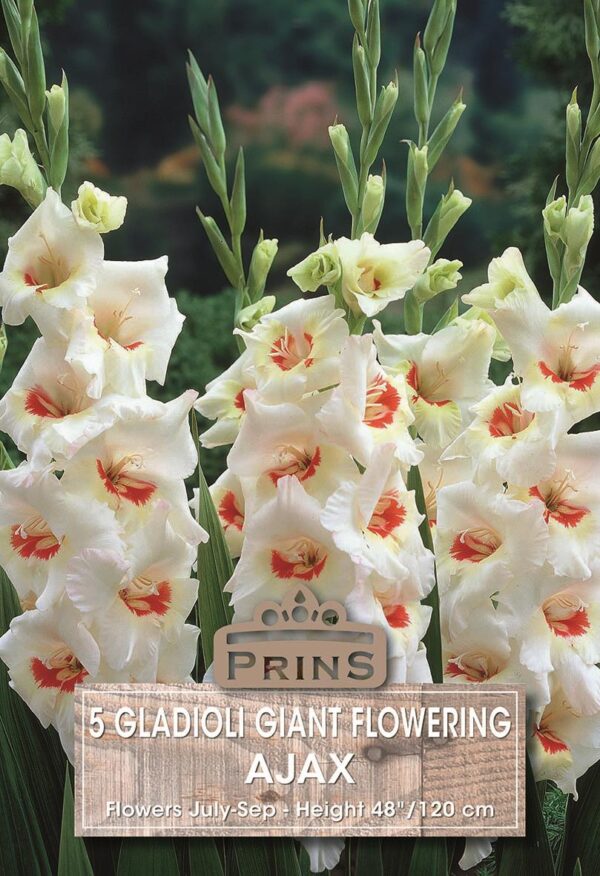 Gladioli Bulbs 'Ajax' WPC Prins Summer Bulbs/Tubers Pack x10