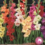 Butterfly Gladioli Pack x10 Mixed Colours WPC Prins Quality Bulbs