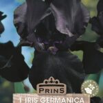 German Iris Germanica 'Black Dragon' (Bearded Iris) Rhizome WPC Prins Pack x1