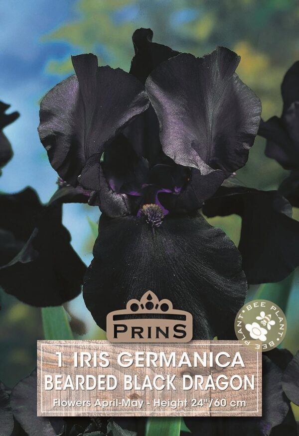 German Iris Germanica 'Black Dragon' (Bearded Iris) Rhizome WPC Prins Pack x1