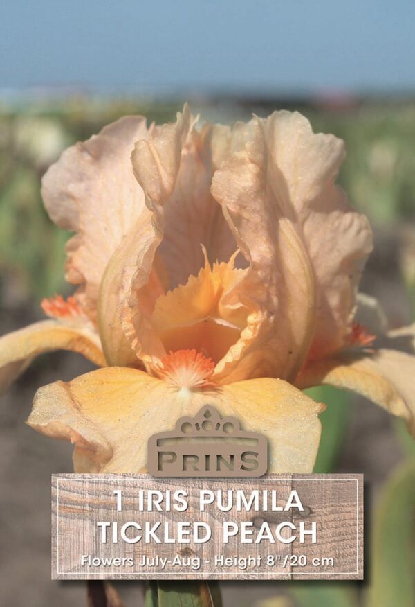 Dwarf Iris Pumila 'Tickled Peach' WPC Prins Bulbs & Tubers Pack x1