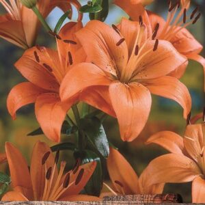 Lillium Asiatic Lily 'Brunello' WPC Prins Bulbs/Tubers Pack x2