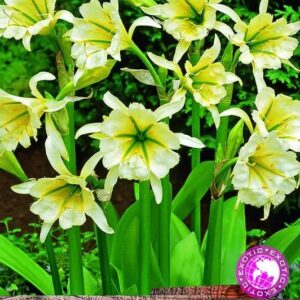 Hymenocallis Ismene (Peruvian Daffodil) 'Sulphur Queen' WPC Prins Bulbs/Rhizomes