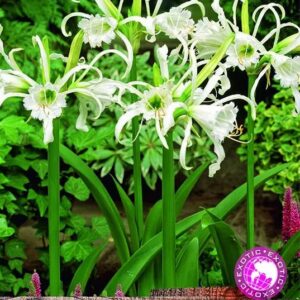 Ismene Hymenocalis Festalis (Peruvian Daffodil) Summer Bulbs Pack x1