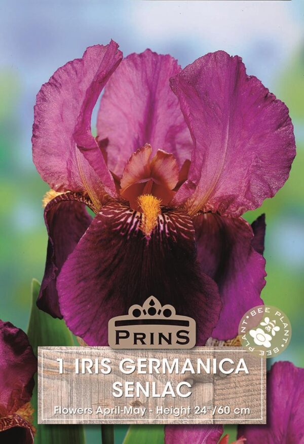 German Iris Germanica 'Senlac' (Bearded Iris) Rhizome WPC Prins Pack x1