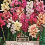 Ixia 'Mixed' (Corn Lily) Top Quality WPC.Prins Bulbs Pack 20 Bulbs