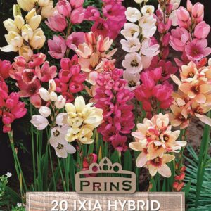 Ixia 'Mixed' (Corn Lily) Top Quality WPC.Prins Bulbs Pack 20 Bulbs