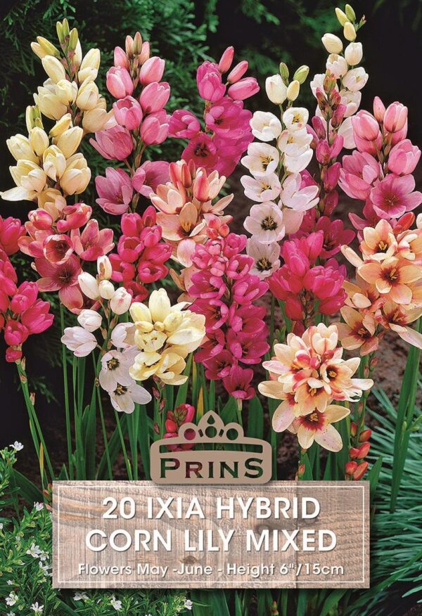 Ixia 'Mixed' (Corn Lily) Top Quality WPC.Prins Bulbs Pack 20 Bulbs