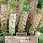 Eucomis Bicolour (Pineapple lily) WPC Prins Quality Summer Bulbs Pack x1