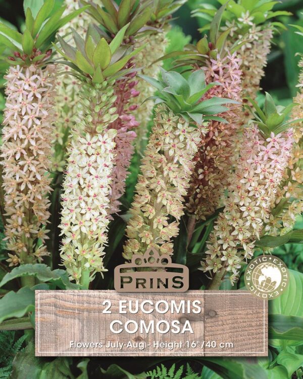 Eucomis Bicolour (Pineapple lily) WPC Prins Quality Summer Bulbs Pack x1
