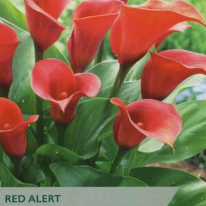 Zantedeschia Aethiopica Calla Lily 'Red Alert' Quality Bulb/Tuber Pack x1