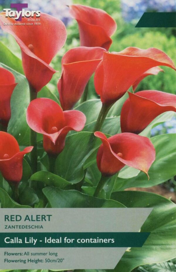 Zantedeschia Aethiopica Calla Lily 'Red Alert' Quality Bulb/Tuber Pack x1