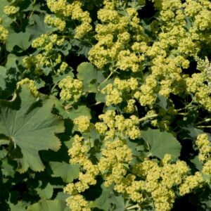 Alchemilla Mollis Perennial Garden Plug Plants Pack x6