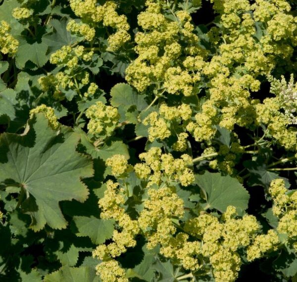 Alchemilla Mollis Perennial Garden Plug Plants Pack x6