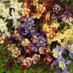 Aquilegia Earlybird™ Mixed F1 Perennial Garden Plug Plants Pack x6