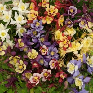 Aquilegia Earlybird™ Mixed F1 Perennial Garden Plug Plants Pack x6
