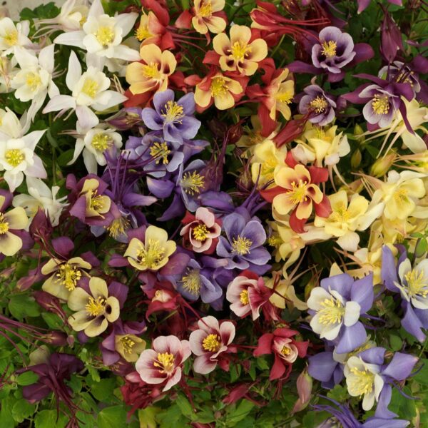 Aquilegia Earlybird™ Mixed F1 Perennial Garden Plug Plants Pack x6