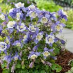 Aquilegia Earlybird™ Mixed F1 Perennial Garden Plug Plants Pack x6