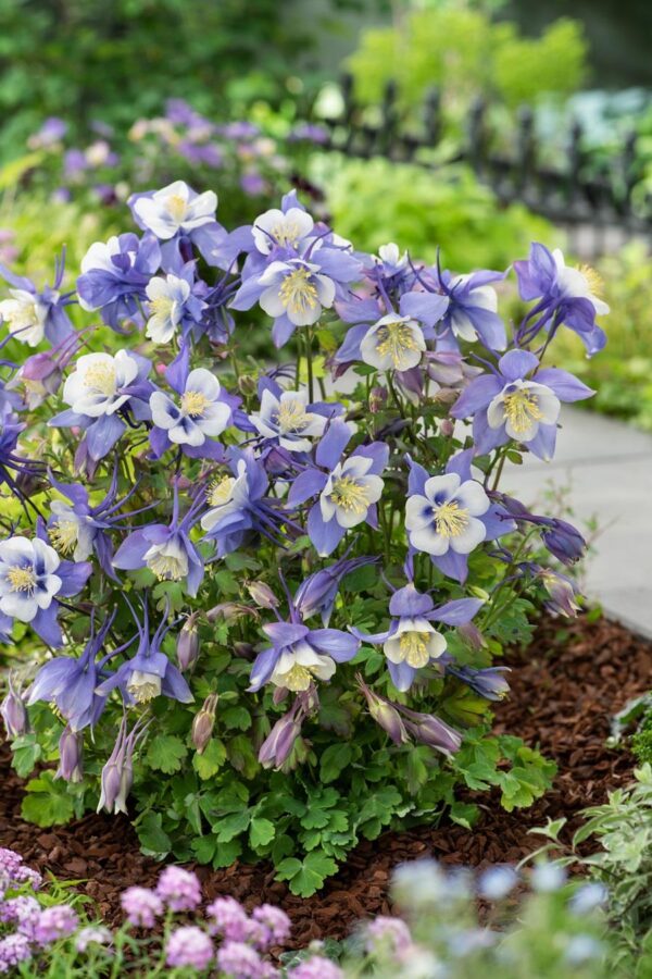 Aquilegia Earlybird™ Mixed F1 Perennial Garden Plug Plants Pack x6
