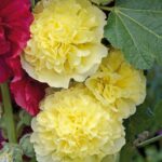 Hollyhock Chater's Double Yellow Perennial Garden Plug Plants Pack x6