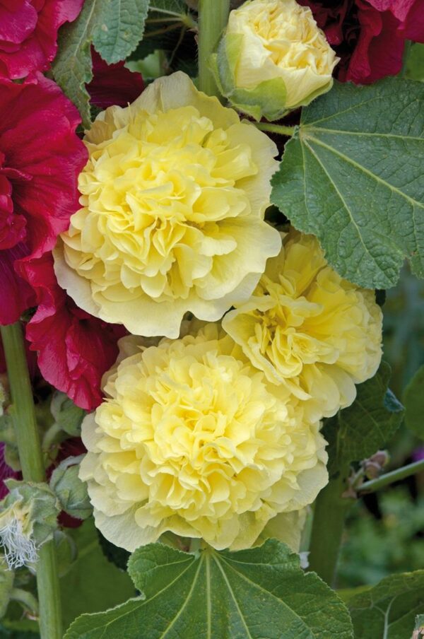 Hollyhock Chater's Double Yellow Perennial Garden Plug Plants Pack x6