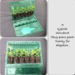 Hollyhock Chater's Double Yellow Perennial Garden Plug Plants Pack x6