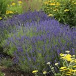 Lavender English 'Hidcote' LARGE Plug Plants Perennial Pack x6