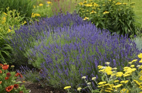 Lavender English 'Hidcote' LARGE Plug Plants Perennial Pack x6