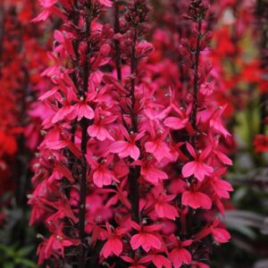 Lobelia Starship™ Deep Rose Perennial Plug Plants Pack x6