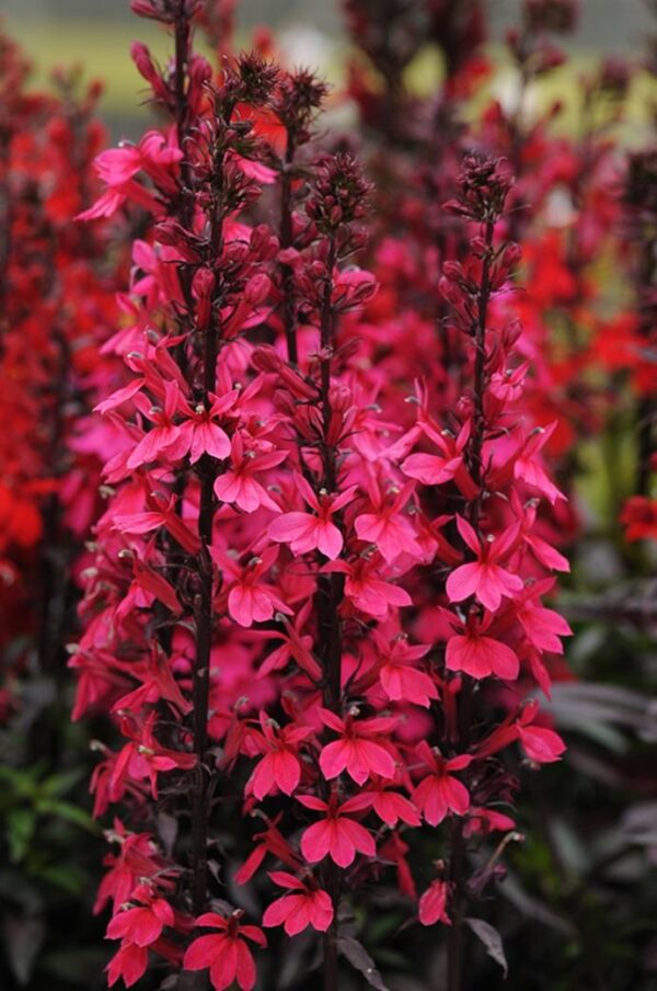 Lobelia Starship™ Deep Rose Perennial Plug Plants Pack x6