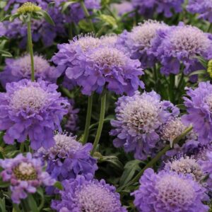 Scabiosa Dwarf (Scabious) Blue Note Perennial Plug Plants Pack x6