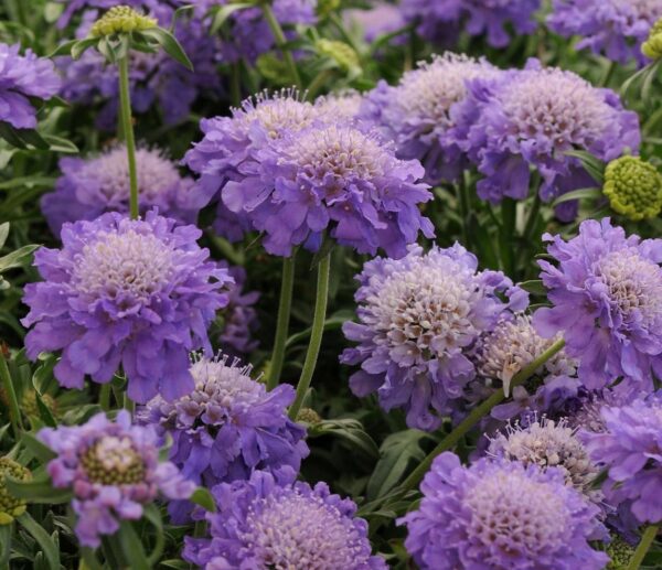 Scabiosa Dwarf (Scabious) Blue Note Perennial Plug Plants Pack x6