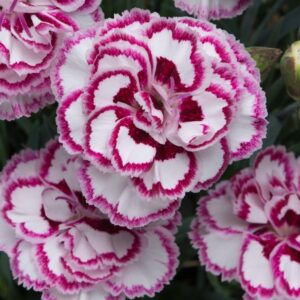 Dianthus 'Grans Favourite' Pinks Perennial Garden Plug Plants Pack x6