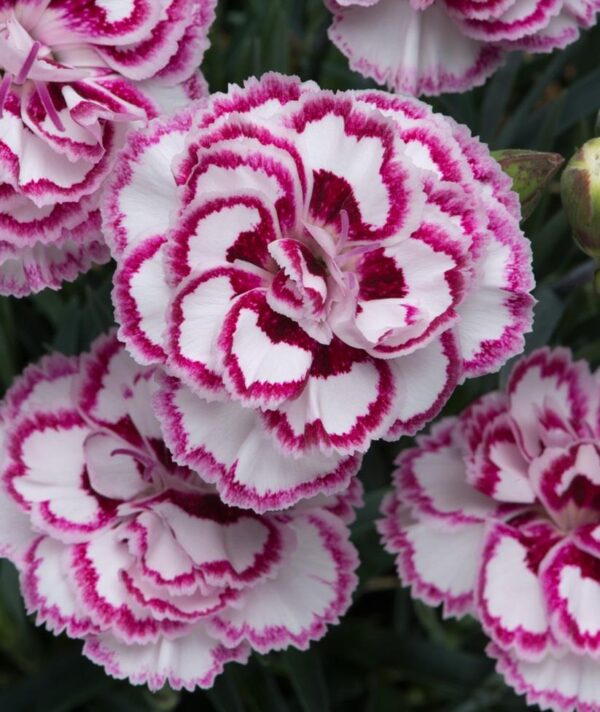 Dianthus 'Grans Favourite' Pinks Perennial Garden Plug Plants Pack x6