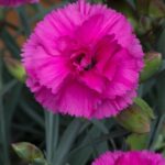 Dianthus Scent First® 'Tickled Pink' Pinks Perennial Plug Plants Pack x6